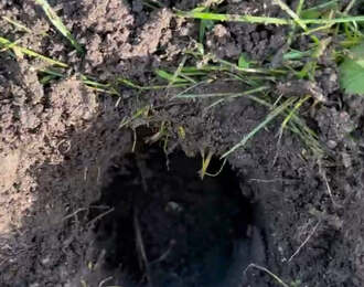 уничтожение кротов на вашем дачном участке - фото №2